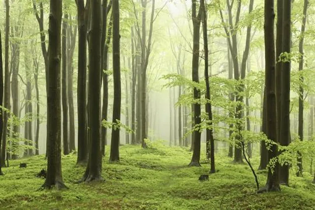 Stora Kärrs bokskog