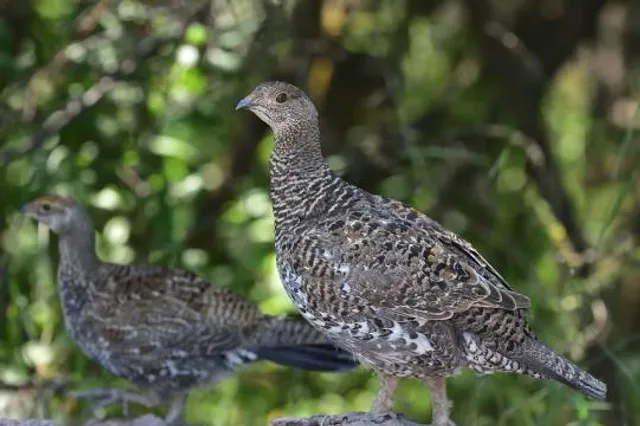 Tex Creek Wildlife Management Area