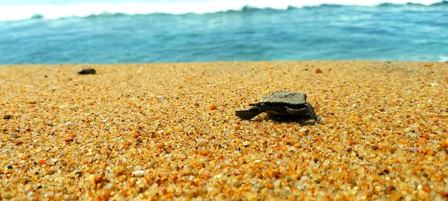 Campamento tortuguero Los Quelonios