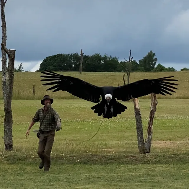 Silkeborg Rovfugleshow