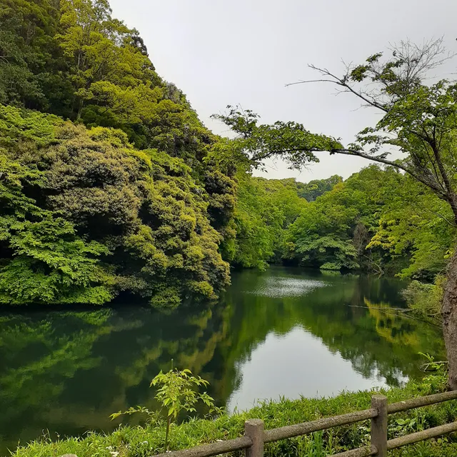 kamakurako pond