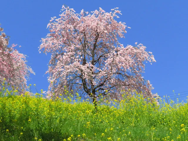 Ogano Town Total Sports Park