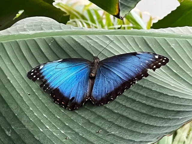 alaris Butterfly Park Sassnitz