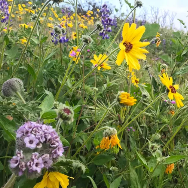 Palos Verdes Peninsula Land Conservancy