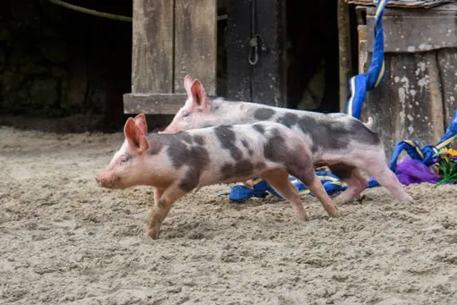 Piglets Adventure Farm