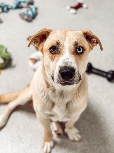 Almost There: A Mom + Pups Rescue