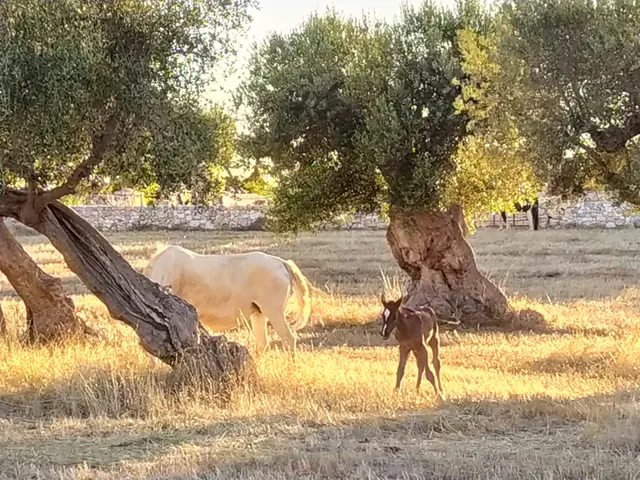 Masseria Minoia - azienda agricola, agriostello e masseria didattica