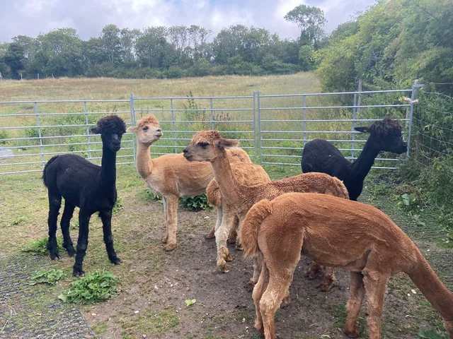 Capstone Farm Alpacas