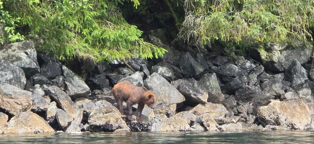 Sitka Zodiac Adventures
