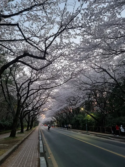 Jeju Uni Cherry Blossom Road