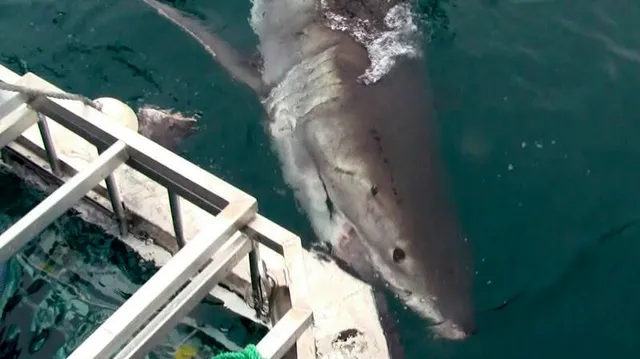 Shark-Cage-Diving.net