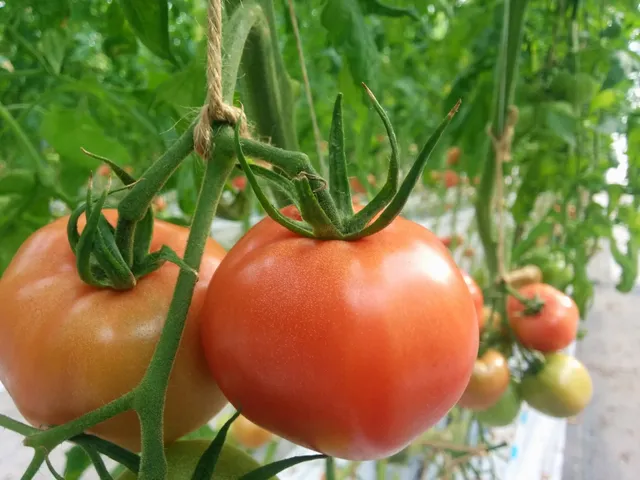 農事組合法人 菊田の郷 助川農園（親バカトマト）