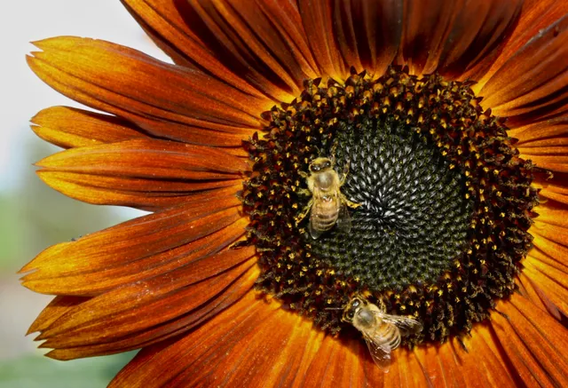 Marshall's Farm Honey