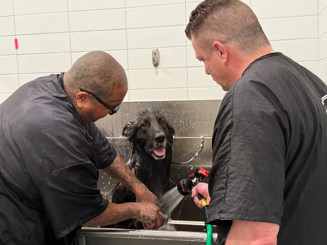 Homeboy Puppy Fades Dog Grooming