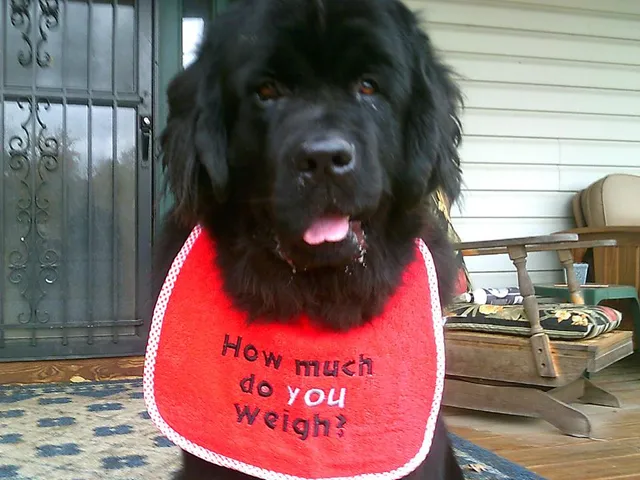 Lazy J's Dog Boarding