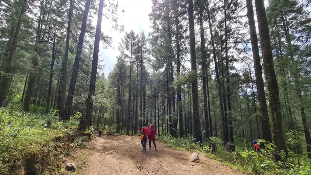 "El Rosario" Monarch Butterfly Sanctuary