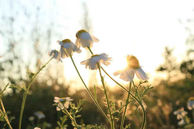 Ferienwohnungen zur Ritterburg