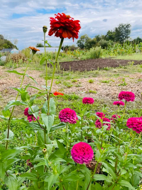 Akron Cooperative Farms