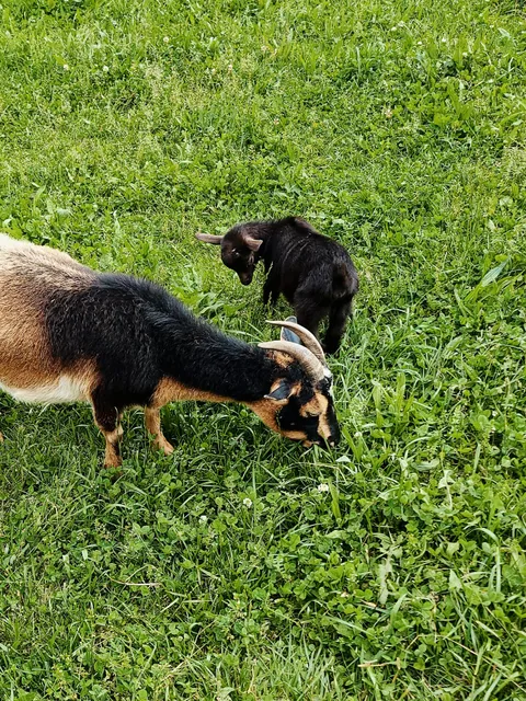 Gooseberry Bridge Farm