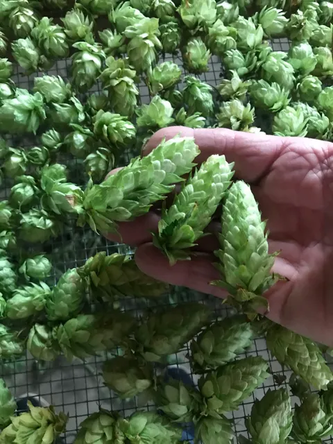 Harbor Garden & Brewing Supply