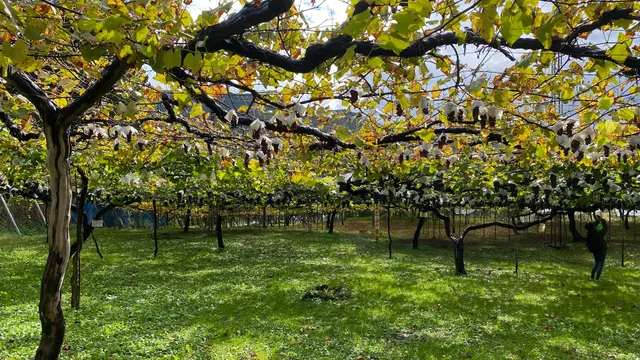紫金園須藤ぶどう酒