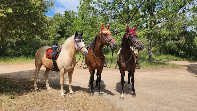 La Cabane Aux Chevaux