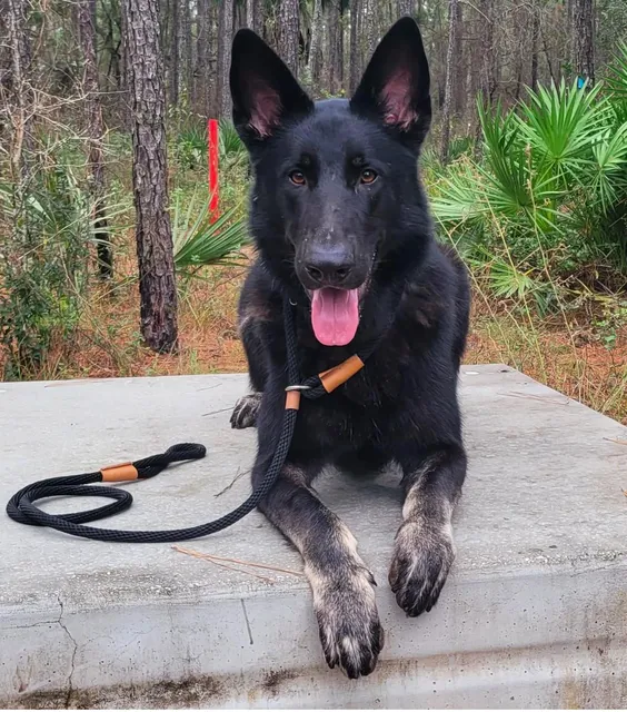 Casper's Camp Hope Gainesville Dog Training