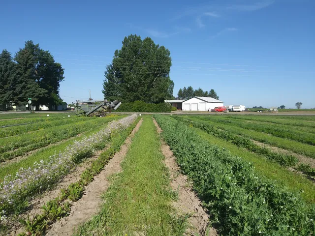 Adamson Farms U-Pick