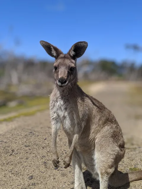 Kangaroo Feed Point part of Phillip Island Wildlife Park