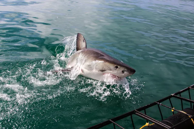 Apex Shark Expeditions - Great White Shark Cage Diving Cape Town