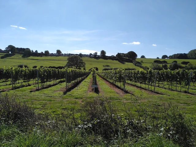 Vine + Country Wine Tours - HQ