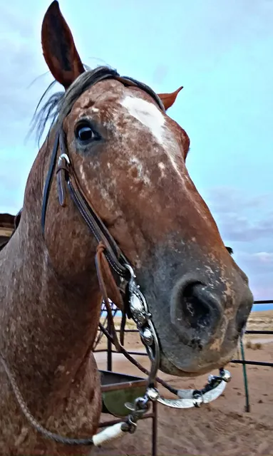 Corner Feed & Tack Winslow