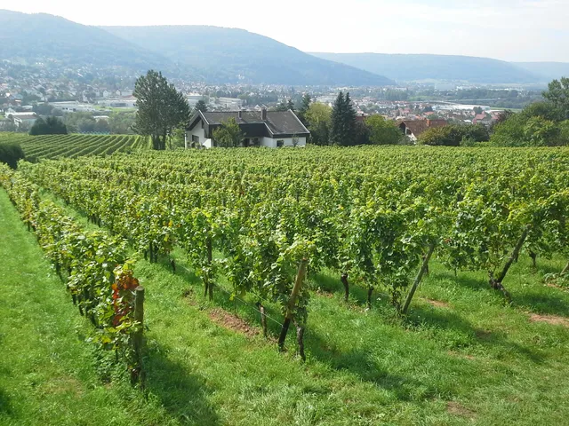Weingut Rudolf Fürst
