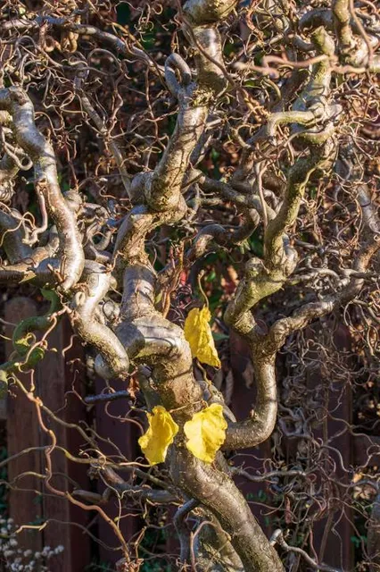 Museo de los Duendes