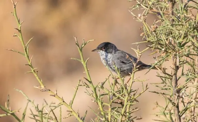 Mavrokolympos Reservoir