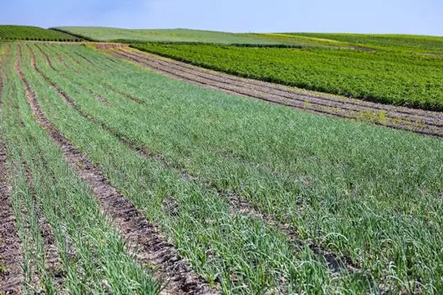 Lavandia s.r.o. - Levandulové pole