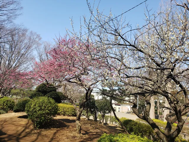 Kitanarashino Neighboring Park (Kitanarashino Kin-rin Kōen)
