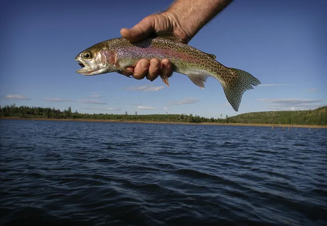 Wilderness Unlimited