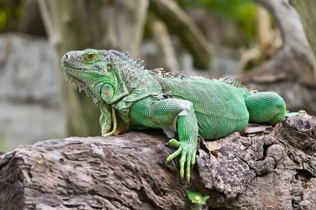 La Ferme des Reptiles