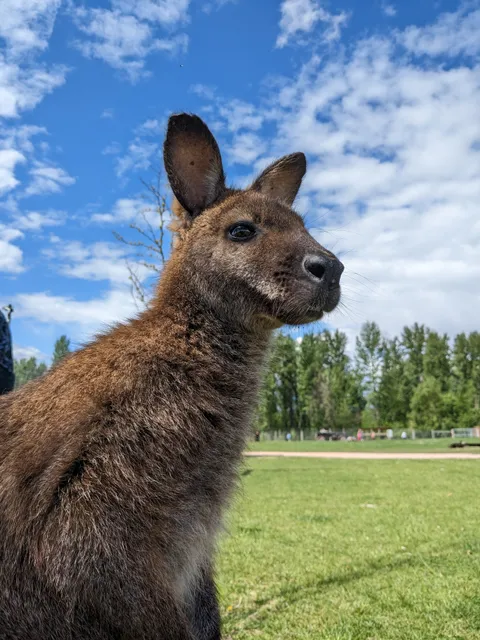 Kangaroo Creek Farm