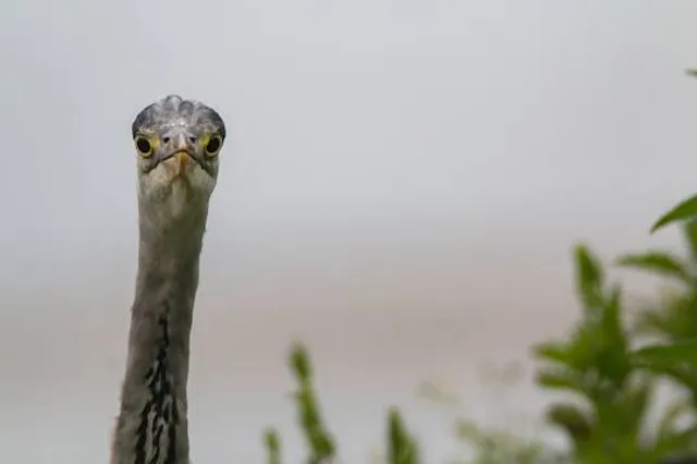 Tokushima Prefectural Buried Cultural Properties Research Centre
