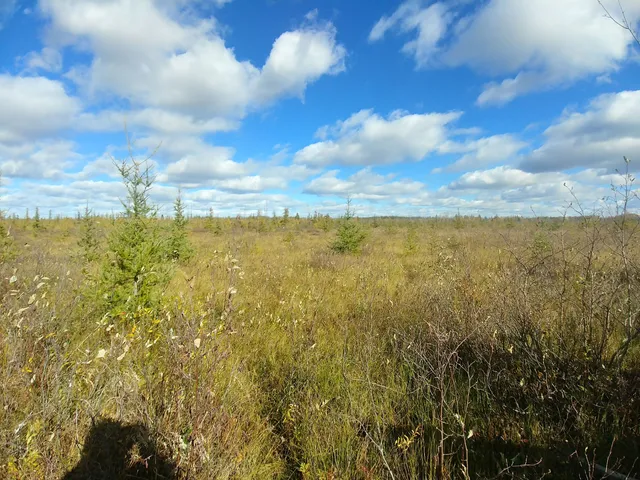 Tourbières-de-Lanoraie Ecological Reserve