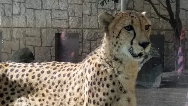 Cheetah Exhibit