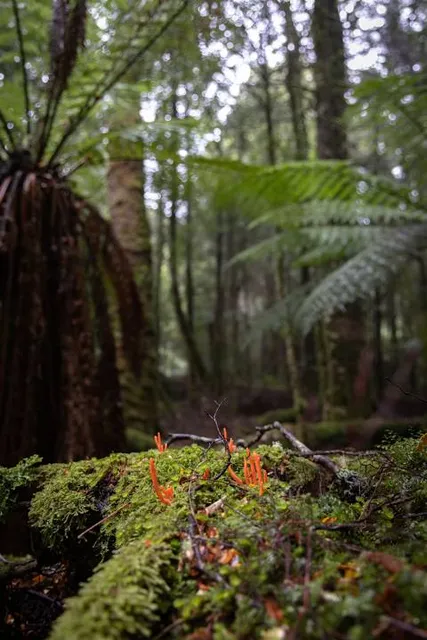 Philosopher Falls Walk