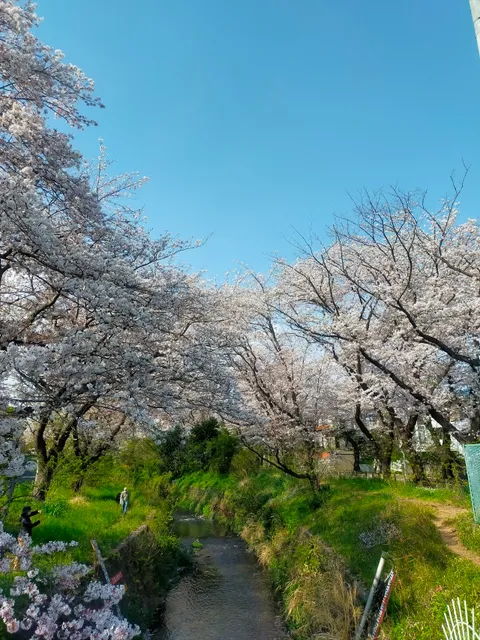 Senbonzakura along Hikichigawa