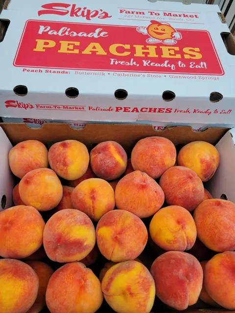 Early Morning Orchard