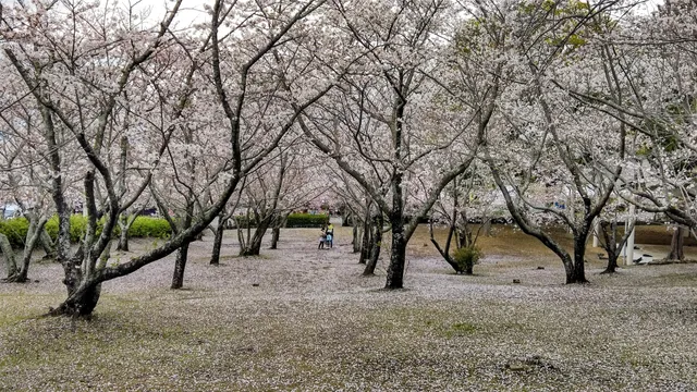 Tachibana Park