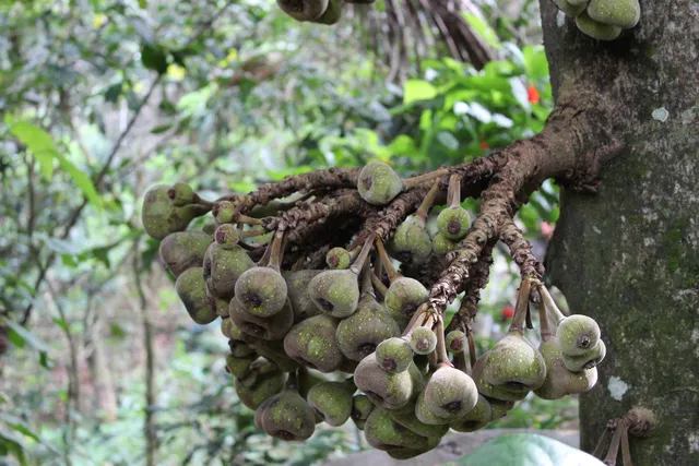 GreenValley Ayurvedic & Spice Garden