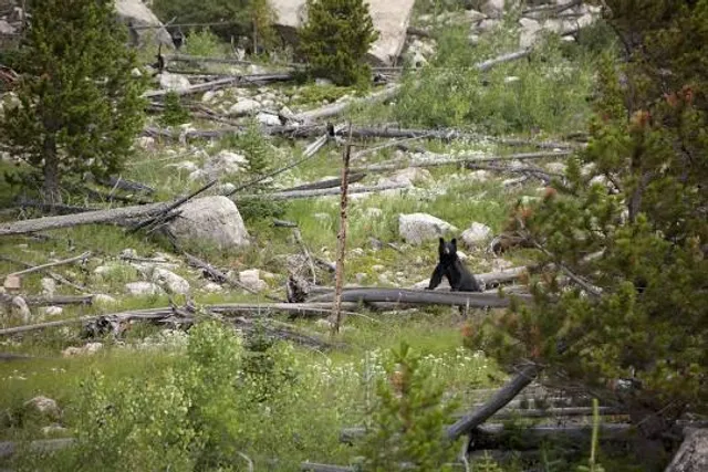 Black Bear Wilderness Trailhead