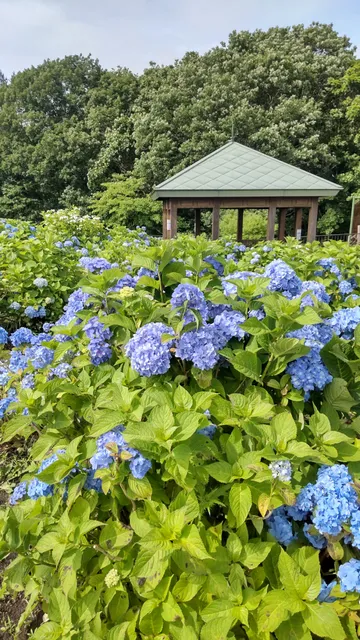 Hydrangea Garden in Hakodate City Forest